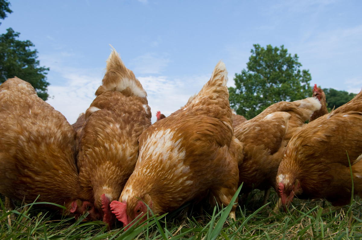 Pasture Raised Chickens Feeding Impact Investment Group pasture-raised-chickens-feeding-impact-investment-group